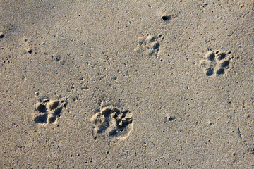 Fototapeta na wymiar Footprints of dog feet in beach sand.