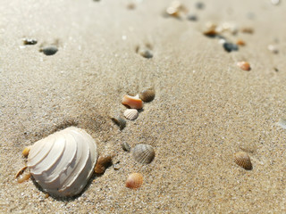 Fototapeta na wymiar closeup sand beach with shell on blurry background.