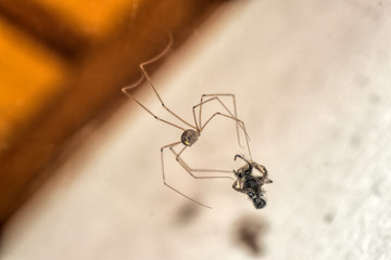 An spider taking his prey