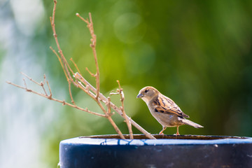 Wild common bird with green background and brown branches