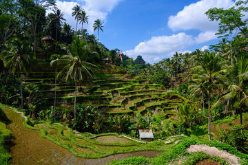 Fototapeta na wymiar Scenic green landscape of Tegallalang Rice Terrace in Ubud, Bali, Indonesia