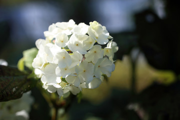 Buldenezh blossom. White flowers