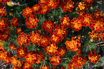 Marigold flowers background