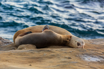 Fototapeta premium Pair of two cuddling sea lions (mother and baby child) on the beach by the water of La Jolla Cove, San Diego, California