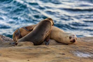 Pair of two cuddling sea lions (mother and baby child) on the beach by the water of La Jolla Cove, San Diego, California