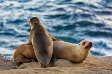 Fototapeta premium Pair of two cuddling sea lions (mother and baby child) on the beach by the water of La Jolla Cove, San Diego, California