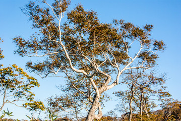 秋の北海道林道風景稜線とシラカバ