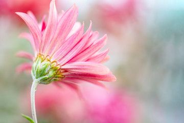 Closeup pink flower daisy