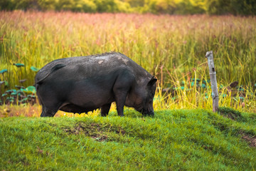 Big wild boar on green grass fields with blur tree background