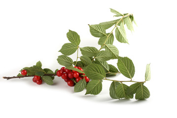 Nanking cherry on branch