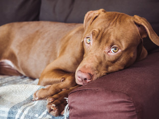 Lovable, pretty puppy of chocolate color. Close-up, indoor. Day light. Concept of care, education, obedience training, raising pets