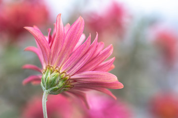 Closeup pink flower daisy