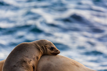 Pair of two cuddling sea lions (mother and baby child) on the beach by the water of La Jolla Cove, San Diego, California