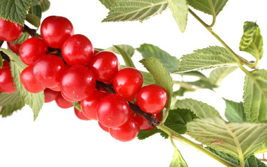 Nanking cherry on branch