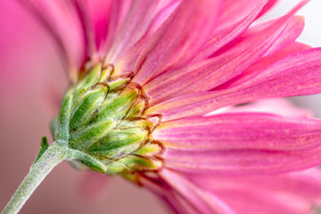 Closeup pink flower daisy