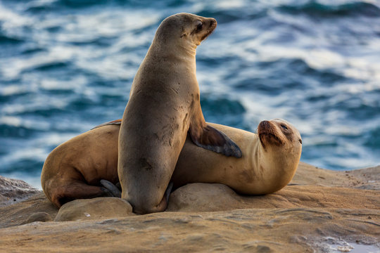Pair of two cuddling sea lions (mother and baby child) on the beach by the water of La Jolla Cove, San Diego, California
