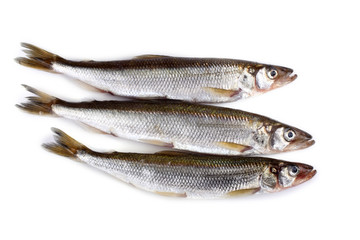 Smelt fish isolated on white. (Big Pacific smelt - Osmerus mordax)