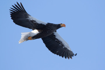 adult Steller's Sea Eagle flying against blue sky