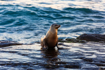 Sea lion on the beach by the water of La Jolla Cove, San Diego, California