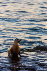 Fototapeta premium Sea lion on the beach by the water of La Jolla Cove, San Diego, California