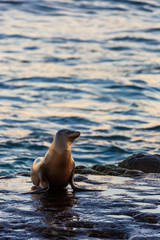 Sea lion on the beach by the water of La Jolla Cove, San Diego, California