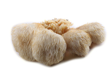 Hericium erinaceus mushroom (monkey head mushroom, bearded tooth fungus, bearded hedgehog mushroom, pom pom, lion's mane mushroom) © Alex Coan