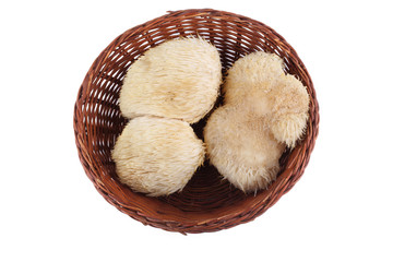 Hericium erinaceus mushroom (monkey head mushroom, bearded tooth fungus, bearded hedgehog mushroom, pom pom, lion's mane mushroom) © Alex Coan