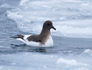 Antarctic petrel sitting on the water between the ice floes