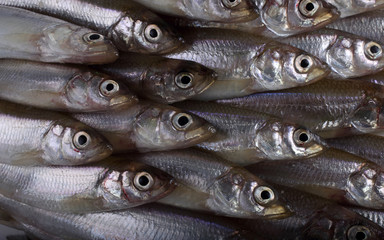 Fototapeta premium Smelt fishes background