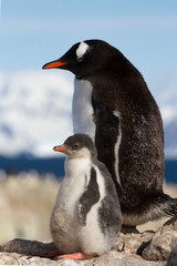 gentoo penguin female and chick standing on a rock