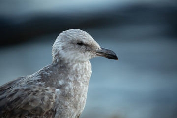 Portrait of brown seagull with a black beak by the water (blurred background)