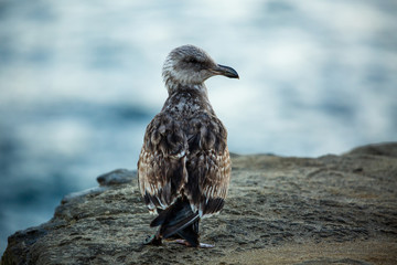 Portrait of brown seagull with a black beak by the water (blurred background)
