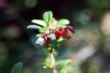 Growing cowberry (bilberry, whortleberry)