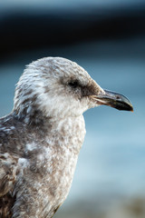 Portrait of brown seagull with a black beak by the water (blurred background)
