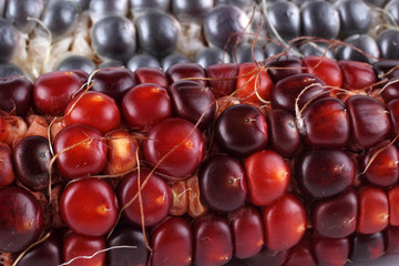 Colorful corn background