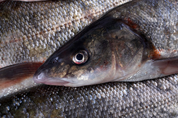 Rudd fishes. Background