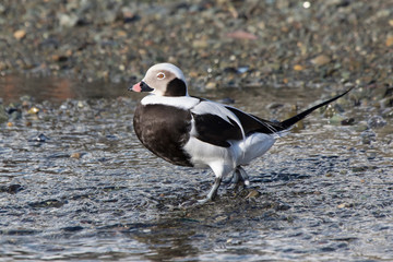 male long-tailed ducks walking along the bank of the winter day