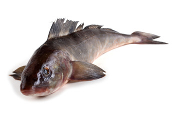 Sea bass isolated on white