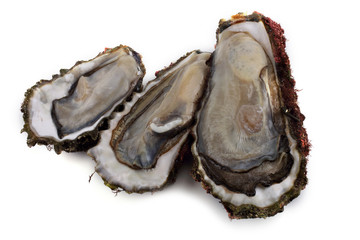 Opened oysters isolated on white
