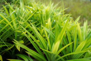 Thai Pandan's fresh green long leaf growing.