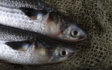 Mullet on net