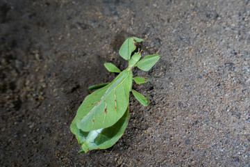 Phylliidae Leaf grasshoppers walking on earth