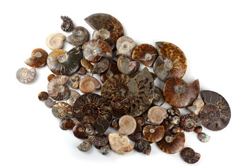 Ammonites isolated on white. Different ammonite varieties