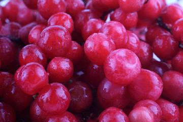 Schisandra chinensis background