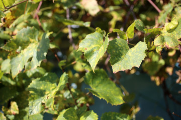 Autumn grape plant