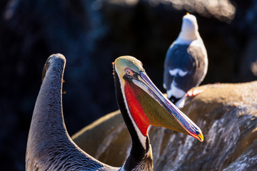 Portrait of large colorful pelican bird sitting on the rocky cliffs of La Jolla Cove, San Diego, California