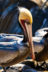 Portrait of large colorful pelican bird sitting on the rocky cliffs of La Jolla Cove, San Diego, California