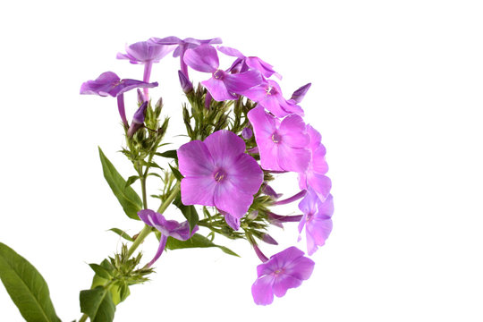 Phlox isolated on white