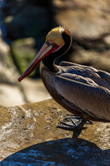 Portrait of large colorful pelican bird sitting on the rocky cliffs of La Jolla Cove, San Diego, California