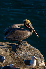 Portrait of large colorful pelican bird sitting on the rocky cliffs of La Jolla Cove, San Diego, California